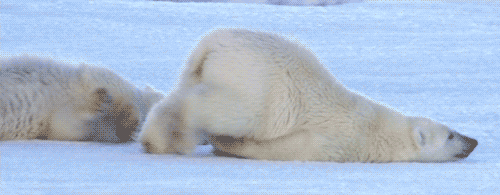 Polarbear
